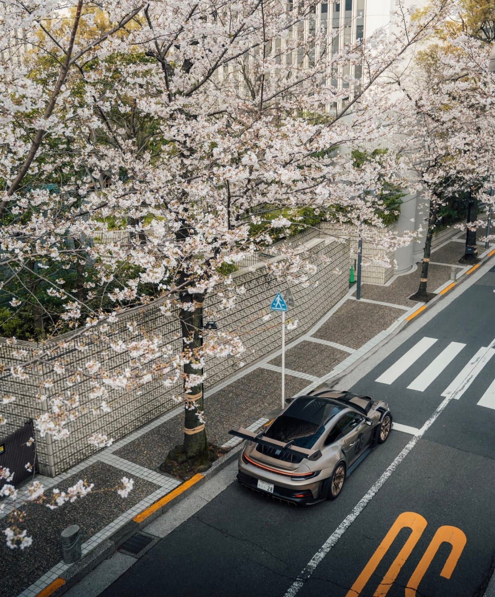 A Porsche 911 GT3 RS parked along a quiet Japanese city street beneath a canopy of blooming cherry blossoms.
